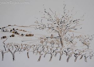 2005, dessin au roseau, question, vigne